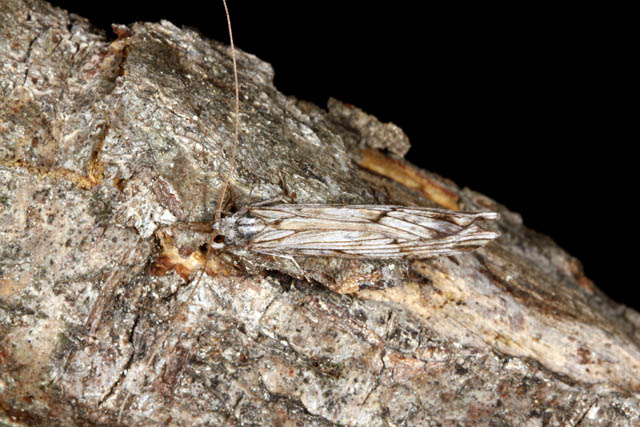 Odontocerum albicorne - Copyright Denis Bourgeois
